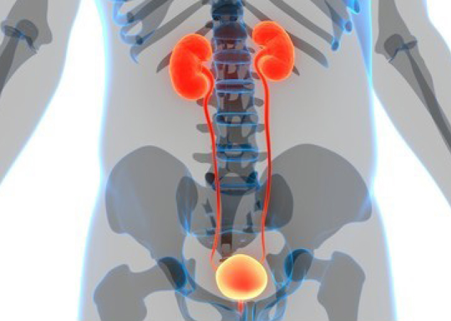 Episode Management Of Acute Urinary Retention In The Emergency Department Eb Medicine