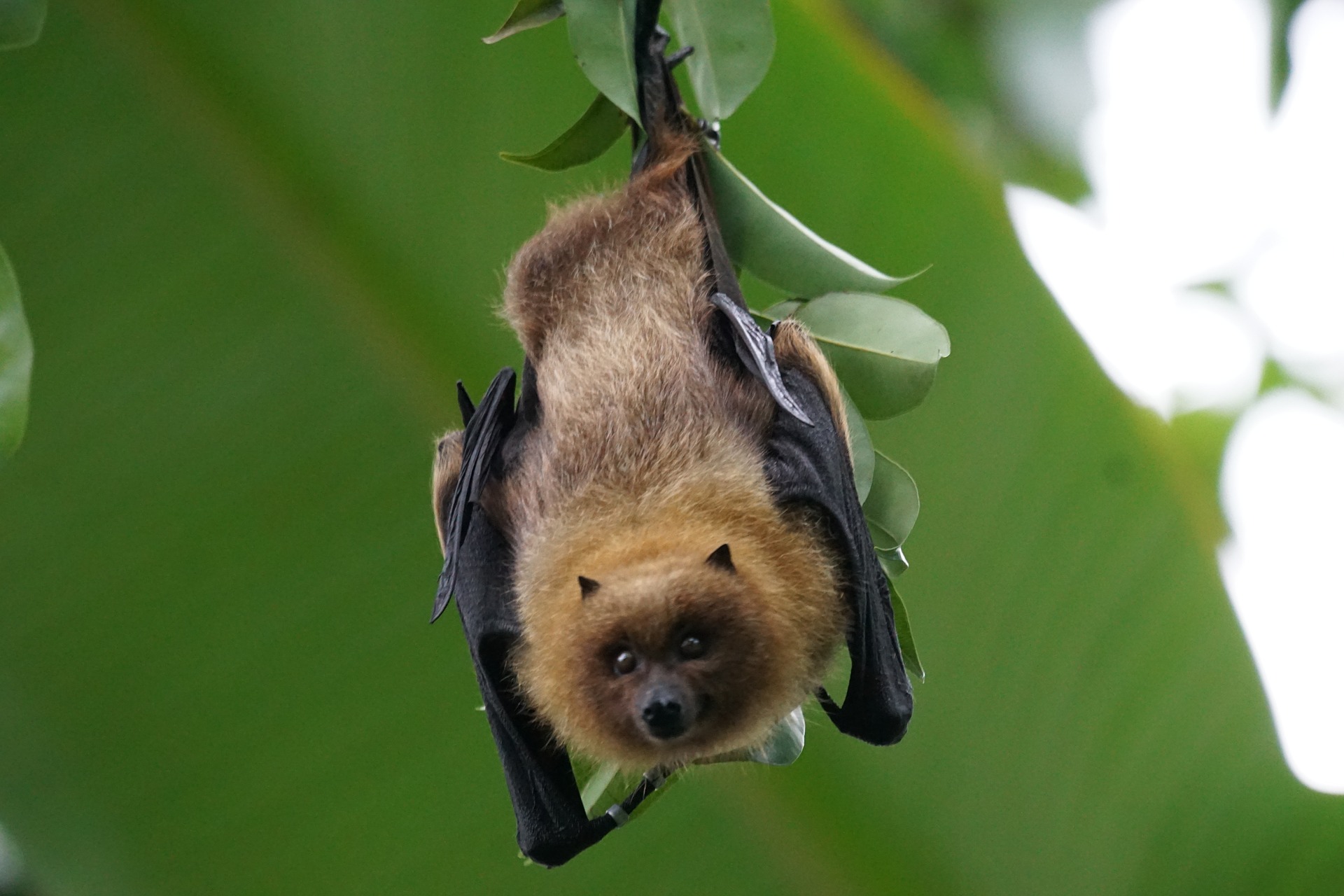 Rabies Insect Rabies - EB Medicine